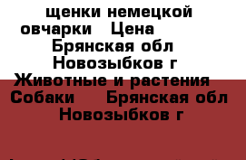 щенки немецкой овчарки › Цена ­ 8 000 - Брянская обл., Новозыбков г. Животные и растения » Собаки   . Брянская обл.,Новозыбков г.